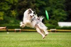 Dog catching Frisbee