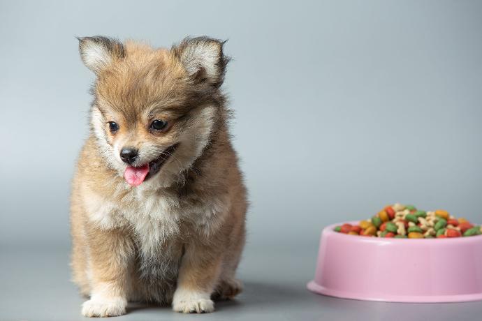 Puppy and Bowl of good food